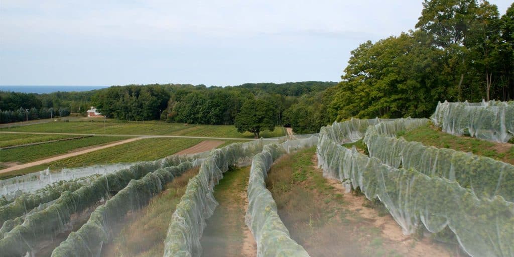 Aerial photo of vineyard in Michigan.