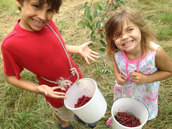 Two children picking cherries